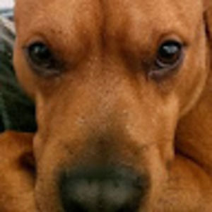 Meet your Posher, Correll